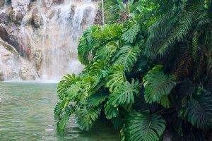 jardin botanique à Deshaies - Cascade